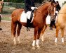 stallion Derbino (German Riding Pony, 1981, from Derby)