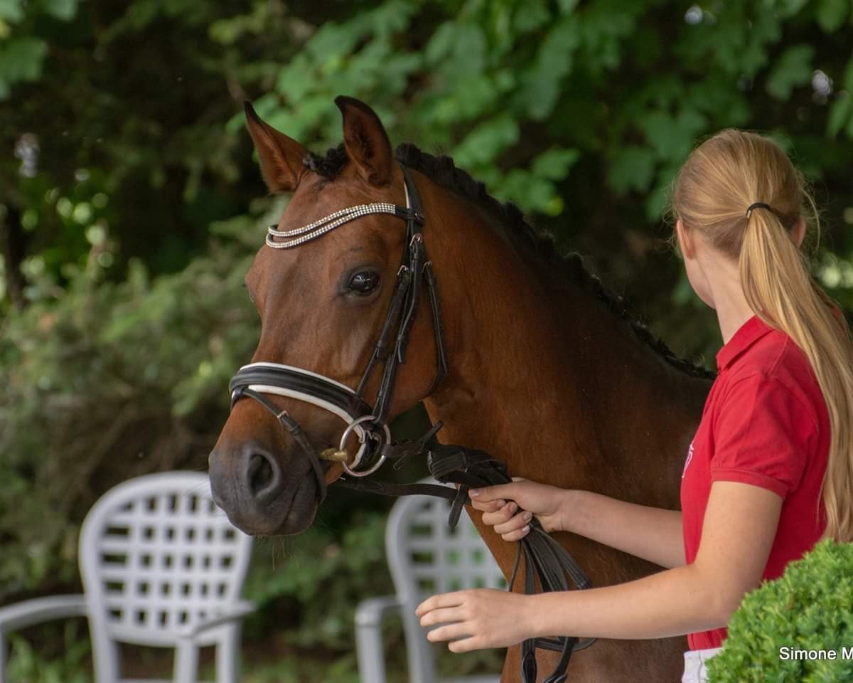 broodmare Casjopeja (German Riding Pony, 2008, from Charivari)