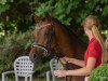 broodmare Casjopeja (German Riding Pony, 2008, from Charivari)