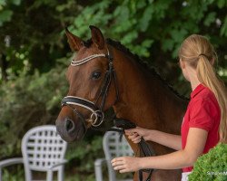 broodmare Casjopeja (German Riding Pony, 2008, from Charivari)