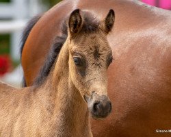 Dressurpferd Dornröschen B (Deutsches Reitpony, 2019, von Dreiklang AT)