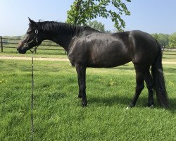 dressage horse Wyoming (Deutsches Sportpferd, 2014, from E.H. Millennium)