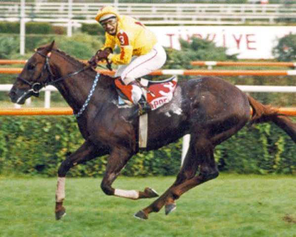 stallion Trapper xx (Thoroughbred, 1994, from Knight Line Dancer xx)