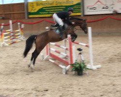 jumper Jolanda 46 (German Sport Horse, 2011, from Artego)