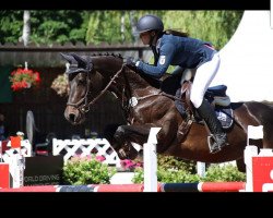 broodmare Carmen van de Mieth (Oldenburg show jumper, 2008, from Carry Gold)