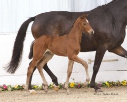 jumper Laslo (Hanoverian, 2011, from Lordanos)