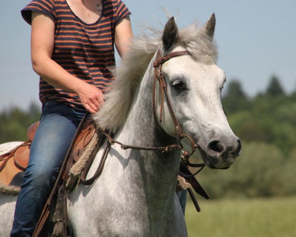 horse Tomboy (Connemara Pony, 2014)