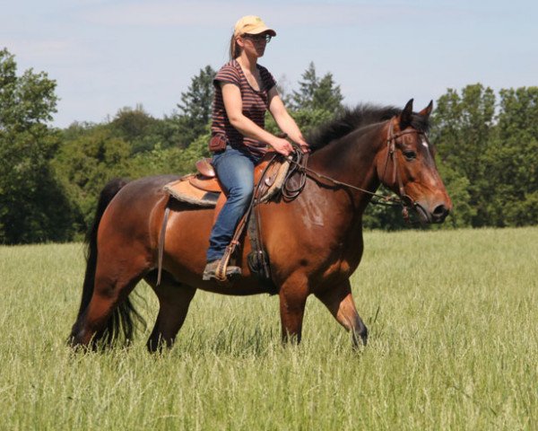Pferd Roger (Connemara-Pony, 2013)
