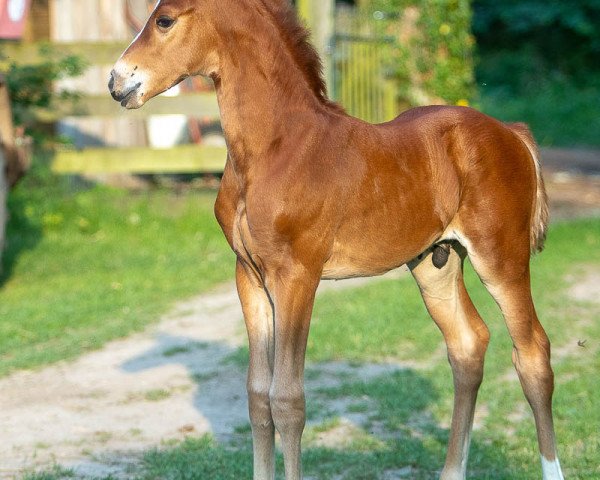 dressage horse Fintan (Hanoverian, 2019, from Finnigan)