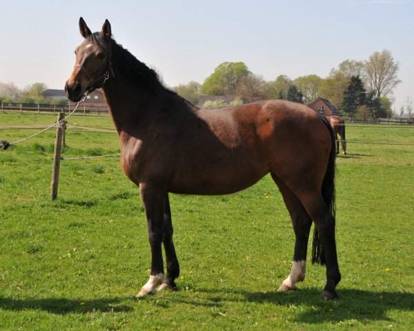 broodmare First Class (Westphalian, 2002, from Fürst Piccolo)
