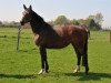 broodmare First Class (Westphalian, 2002, from Fürst Piccolo)