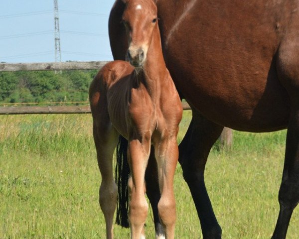 dressage horse Hengst von For Gold / Fürst Piccolo (Westphalian, 2019, from For Gold OLD)