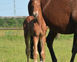 dressage horse Hengst von For Gold / Fürst Piccolo (Westphalian, 2019, from For Gold OLD)