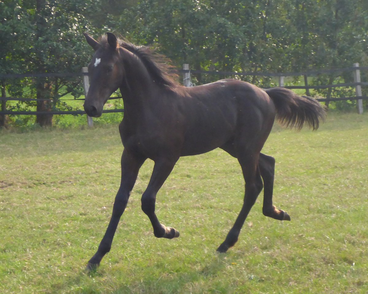 dressage horse Fürst Samarant Fohlen (Westphalian, 2019, from Fürst Samarant)