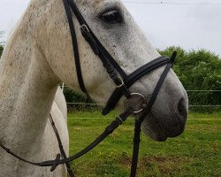 Pferd Arthus (Connemara-Pony, 2001, von Dreikronen Lucky Star)