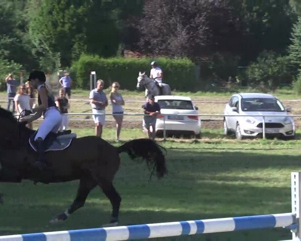 Reitturnier Memmingen 2016