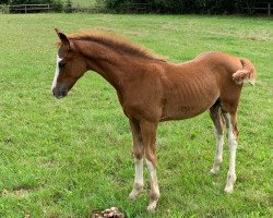 horse Duke of Color (Hannoveraner, 2019, from Don Olymbrio)