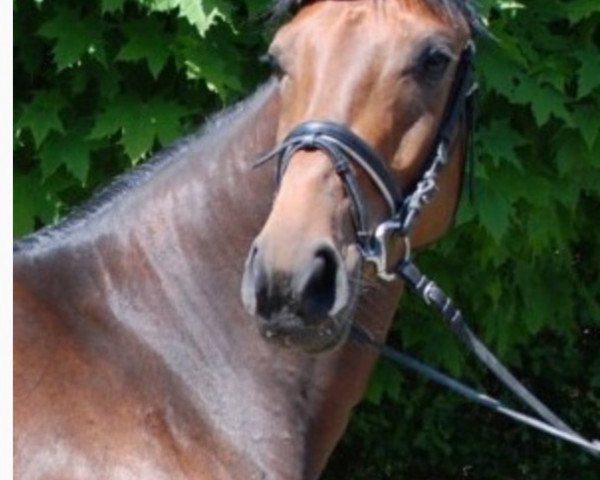 dressage horse Agenetta-S (Oldenburg, 2008, from Florencio I)