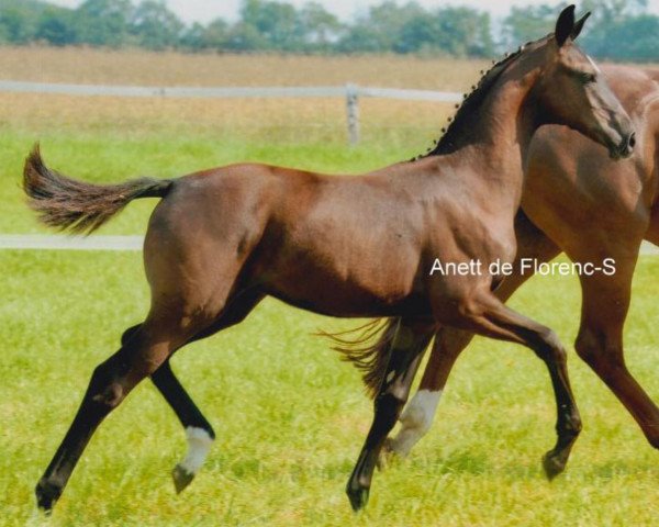 broodmare Anett de Florenz -S (Oldenburg, 2011, from Florencio I)