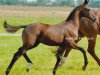 broodmare Anett de Florenz -S (Oldenburg, 2011, from Florencio I)