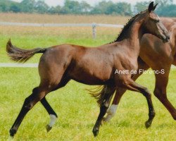 broodmare Anett de Florenz -S (Oldenburg, 2011, from Florencio I)