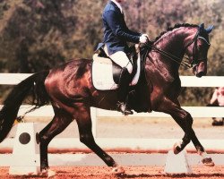 dressage horse Redondo Beach 2 (Rhinelander, 2008, from Riccio)