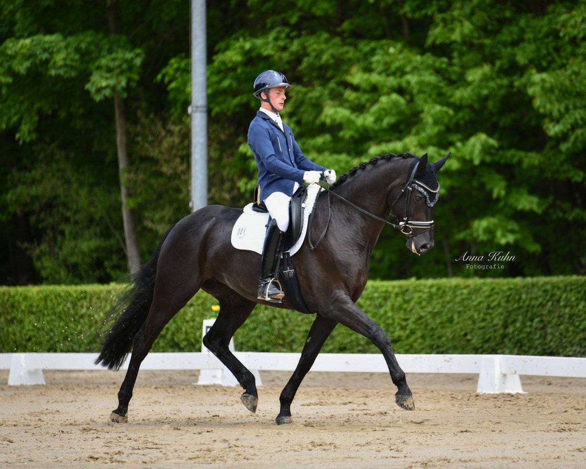 dressage horse Donnalittchen MG (Hanoverian, 2014, from Drombusch)