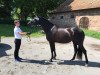 dressage horse Suri ST (Trakehner, 2012, from Finckenstein TSF)