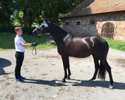 dressage horse Suri ST (Trakehner, 2012, from Finckenstein TSF)