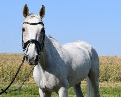 dressage horse Tessa 273 (Westphalian, 2009)