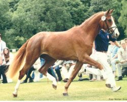 broodmare Angelina (Oldenburg, 1988, from Quo Vadis)