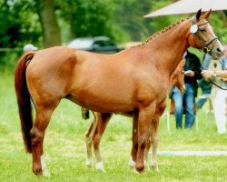 broodmare Agenda (Oldenburg,  , from Rocher D'or)