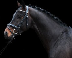 stallion Combat SR (Holsteiner, 2015, from Cornet Obolensky)