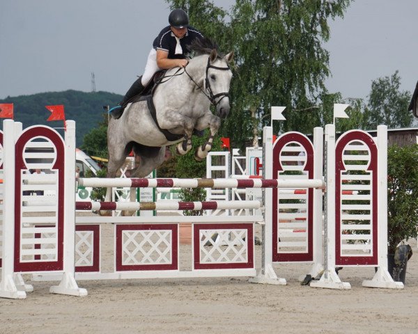 jumper Carmina 47 (German Sport Horse, 2011, from Colestus)