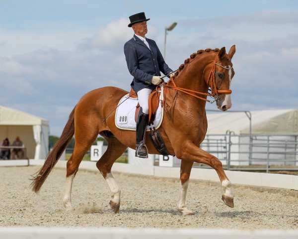 dressage horse de Value 2 (Hanoverian, 2012, from Dancier)