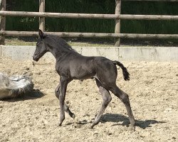 Dressurpferd Sir Heinrich-De Niro (Westfale, 2019, von Sir Heinrich OLD)