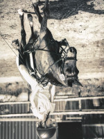 dressage horse Penny (Welsh mountain pony (SEK.A), 1999)