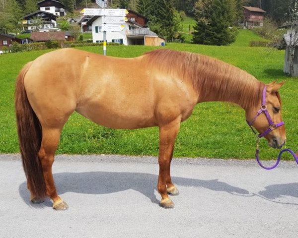 Pferd Reds Amber Rose (Quarter Horse, 2011)