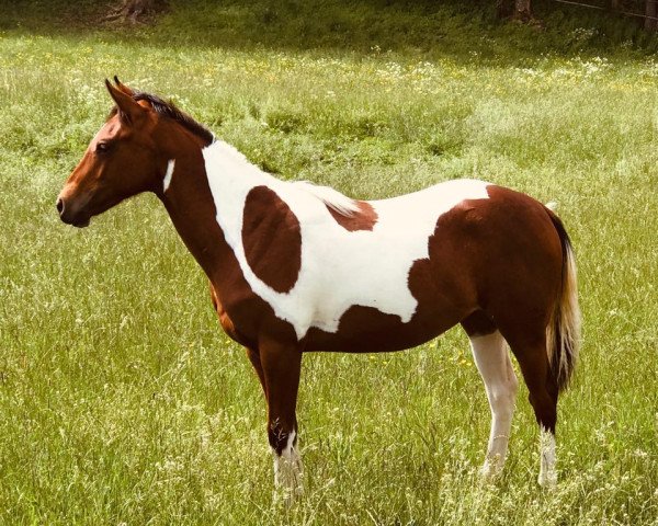 Pferd Deltas Starlght (Paint Horse, 2018)