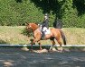 dressage horse Blade Runner 2 (Czech Warmblood, 2009, from Dormane du Puy)