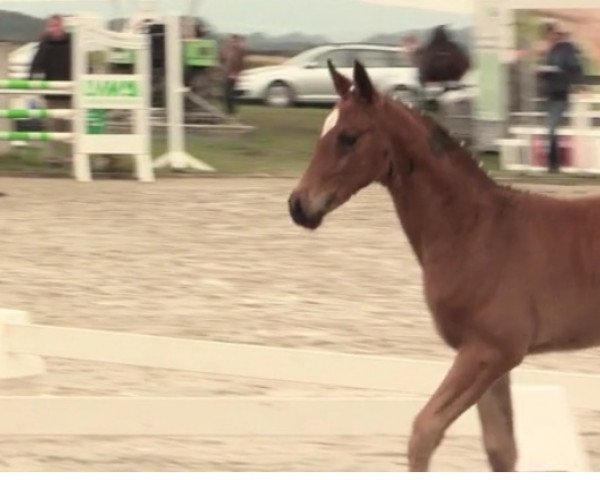 broodmare Stute von Pilothago / Lebenskünstler (Westphalian, 2016, from Pilothago)