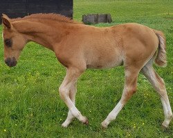 dressage horse Romanno Leniro (Hanoverian, 2019, from L'espoir)