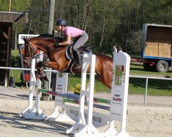 jumper Chin Chocolate (Holsteiner, 2015, from Chin Champ)