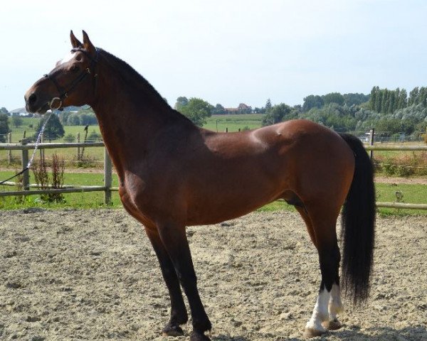 stallion Hésiano (Freiberger, 2005, from Havane)