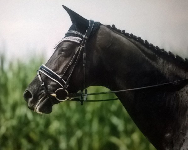 dressage horse Wiona (Hanoverian, 2007, from Worldly I)