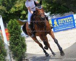 Springpferd Kassidy CH (Schweizer Warmblut, 2012, von Karondo vom Schlösslihof)