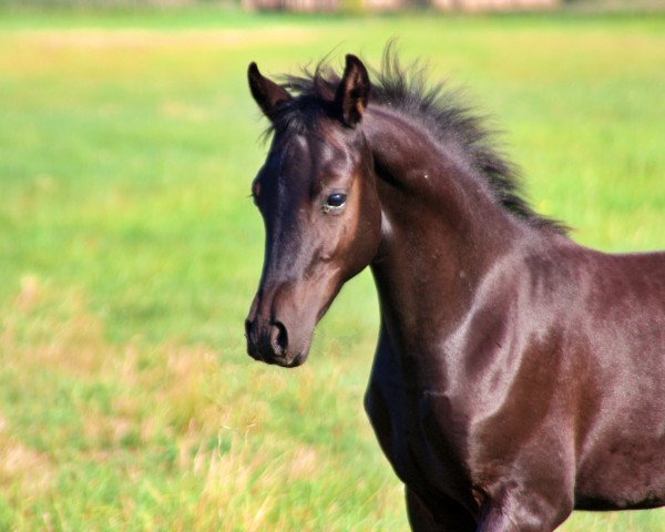 dressage horse HF v. Don Dino L (German Riding Pony, 2019, from Don Dino L)