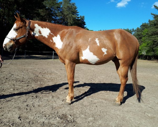 Pferd Magic Diamond lena (Paint Horse, 2015)