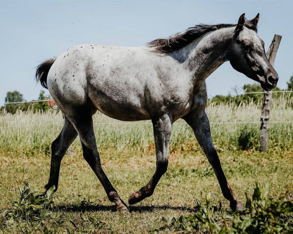 Pferd Frostis Black Velvet (Appaloosa, 2017)