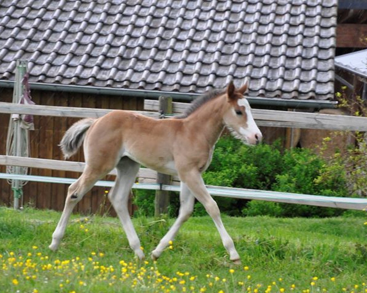 Pferd Ella (Paint Horse, 2019)
